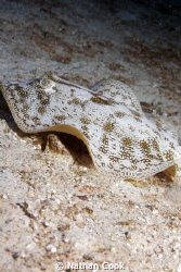 This little guy was hanging out just through a swim hole ... by Nathan Cook 